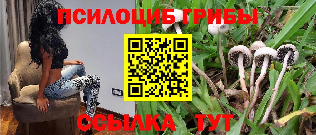 Галлюциногенные грибы прущие грибы Сафоново